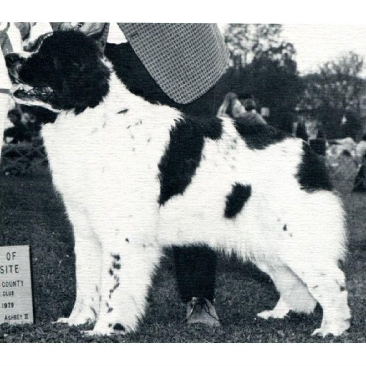 T Allisons Panda Bear (29-11-1972)